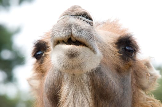 It looks like this camel wants to say to you: "what's up?""."
