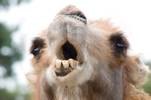 It looks like this camel wants to say to you: "what's up?""."