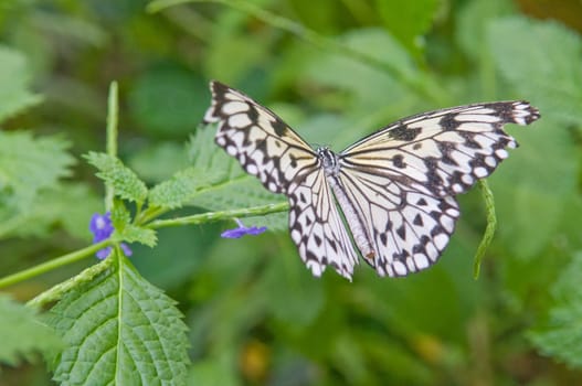 Beautiful butterfly.