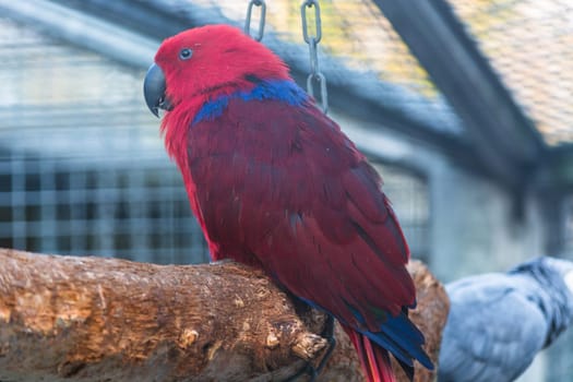 Parrot with a red and blue plumage..