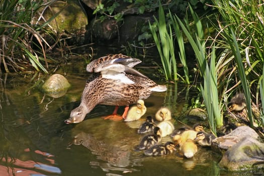 mallard mother with her ducklings at the edge of a pond