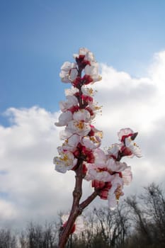 Apricot twig full of flowers in early spring