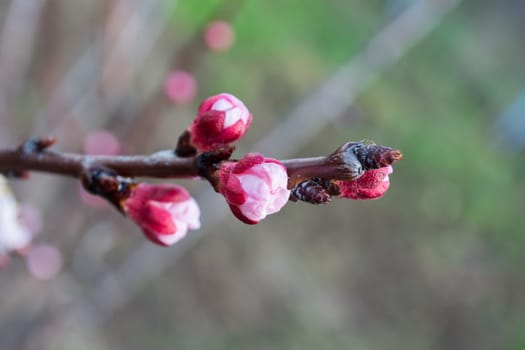 Early spring apricot flower