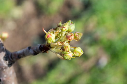 Pear buds in early spring ready to be opened