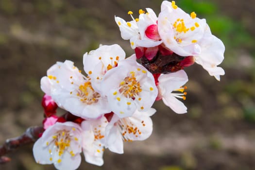 Closeup ow apricot flowers