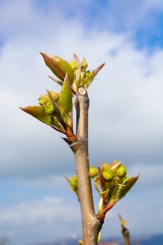 Pear buds in early spring ready to be opened