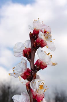 Apricot flower on early spring