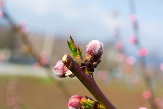 Peach buds in early spring