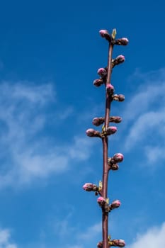 Peach twig with buds in early spring