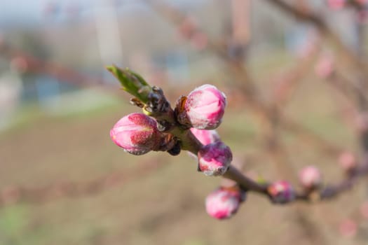 Closeup of peach buds on twig in early spring