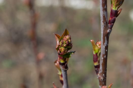 Early spring twig with buds on it