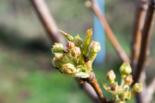 Pear buds in early spring ready to be opened