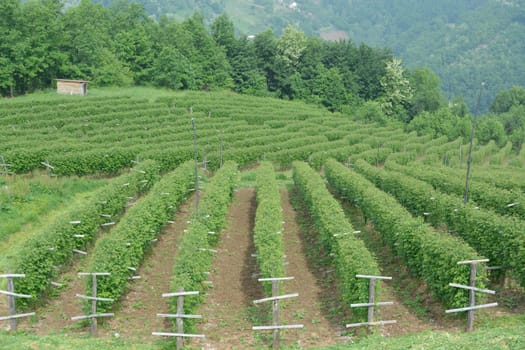 Raspberry field with posts. Small garden house in backround.