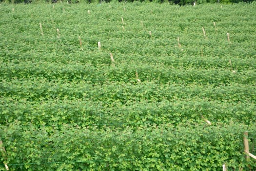 Lots of raspberry rows in the field. Posts visible beetwen rows