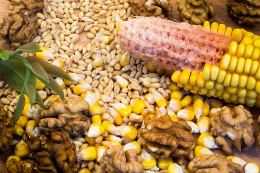 Corn cob, wheat, nuts on the wooden plate with green nut leaves