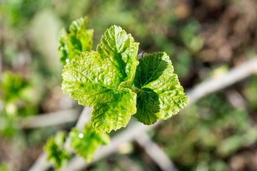 Currant leafs in early spring