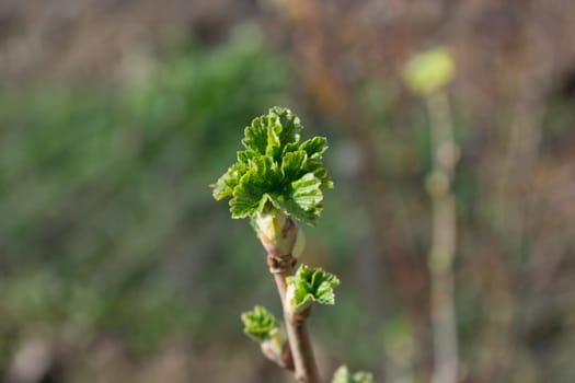 Currant twig in early spring. Young greel leafs on it