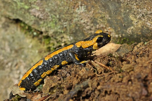 Fire salamander (Salamandra salamandra) in the Kellerwald National Park
