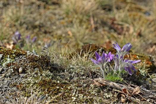 Ordinary kitchen clamps (Pulsatilla vulgaris) in the Kellerwald National Park