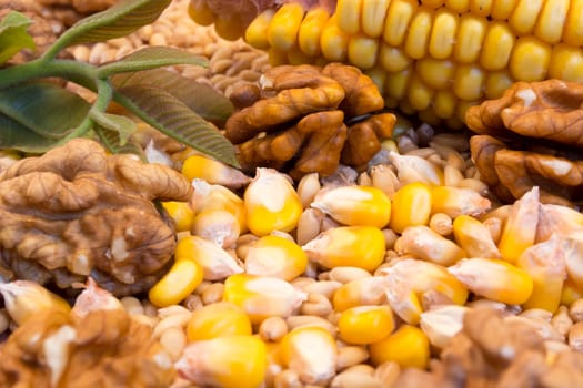 Corn cob, wheat, nuts on the wooden plate with green nut leaves