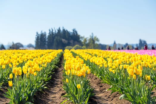 Rows of yellow tulips in Woodburn, Oregon