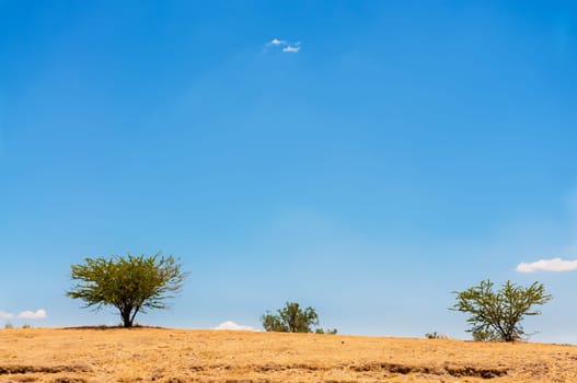 Three trees growing in a barren arid landscape outside of Mexico City, Mexico