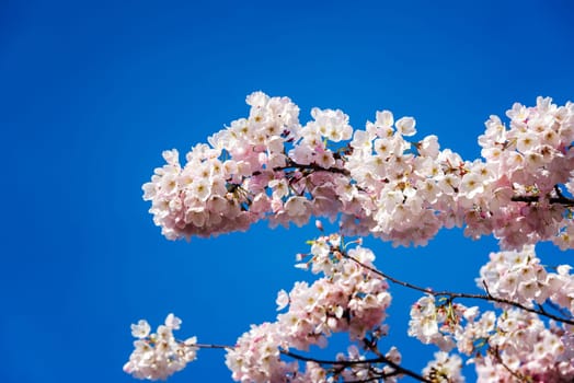 Closeup view of cherry blossom flowers in Portland, Oregon