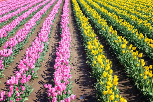 Rows of vibrant pink and yellow tulips in Woodburn, Oregon