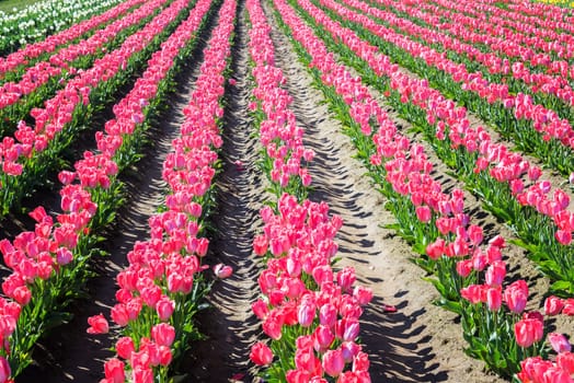 Rows of pink tulips in Woodburn, Oregon