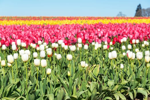 Colorful tulip field in Woodburn, Oregon