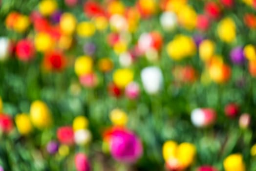 Vibrant and colorful out of focus background of tulips