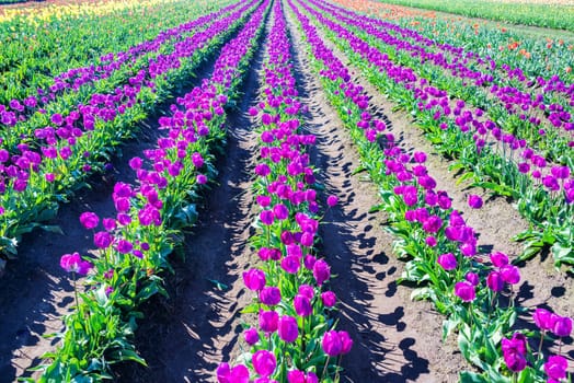 Rows of purple tulips in Woodburn, Oregon