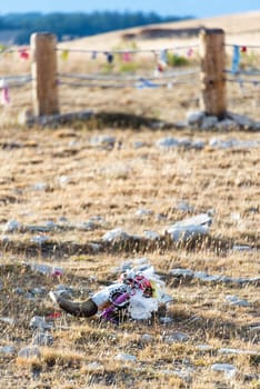 Vertical view of a colorful cow skull at Medicine Wheel National Historic Landmark in Wyoming