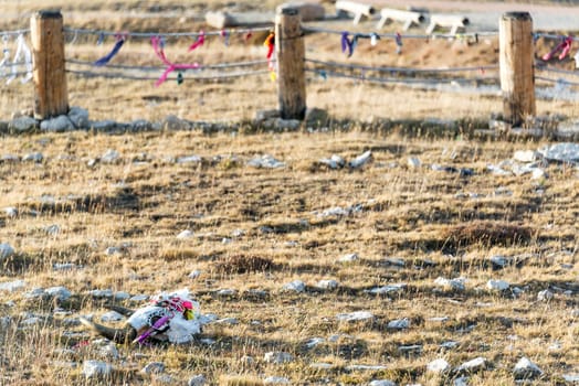 Colorful cow skull at Medicine Wheel National Historic Landmark in Wyoming