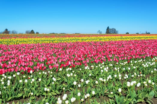 Colorful tulip landscape in Woodburn, Oregon