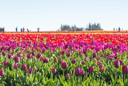 Vibrant colorful field of tulips in Woodburn, Oregon