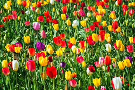 Bright and colorful tulips in Woodburn, Oregon