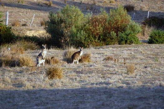 kangaroo in the Australian countryside