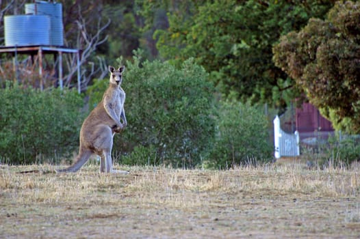 kangaroo in the Australian countryside