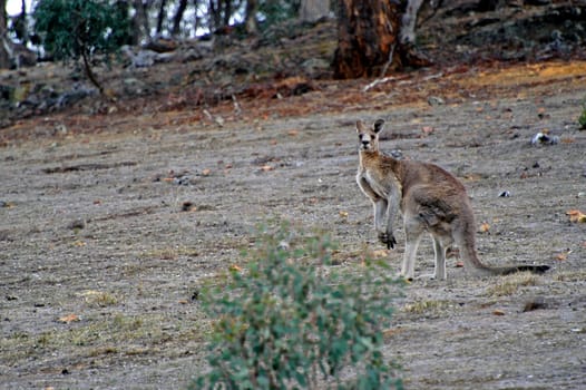 kangaroo in the Australian countryside