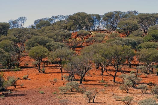 Landscape of the Australian bush