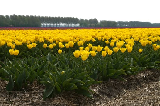 Field full of yellow tulips