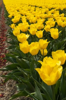 Field full of yellow tulips.