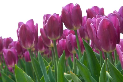 Purple tulips against a clear white sky.