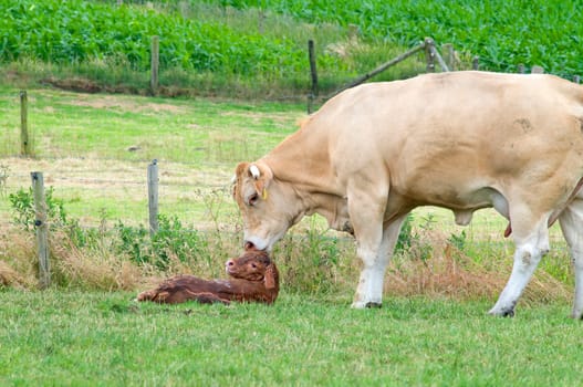 White cow cleaning her just born baby cow.