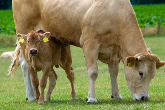 Grazing cow with her baby playing hide and seek.