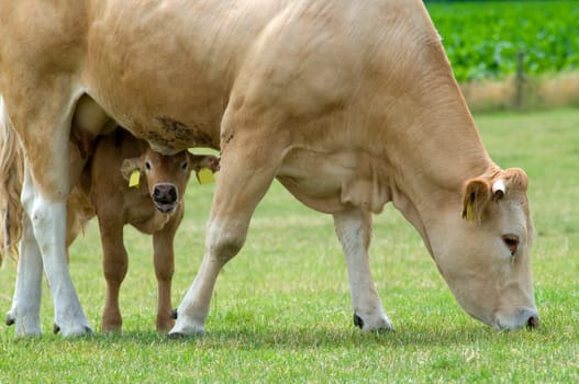 Grazing cow with her baby playing hide and seek.