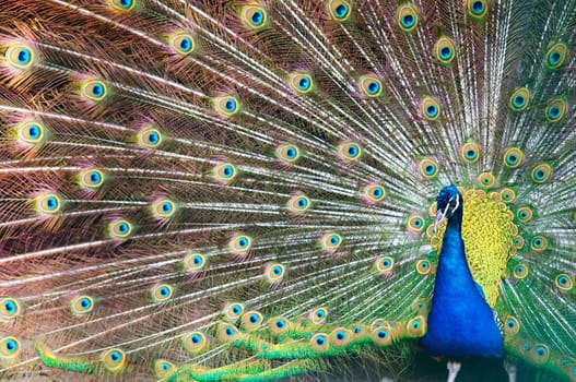 Blue peacock with colorful opened feathers.