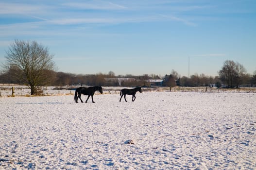 Lovely winter scenic with horses on a cold day