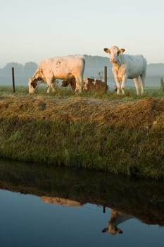 Curious cow looking at you over the fence